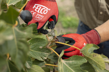 FELCO 320 | Ernte- und Leseschere, Stahlgriffe, gebogene vernickelte Klinge, 154 mm | Obsternte